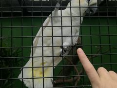 -新加坡飞禽公园