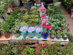 -中环花鸟鱼虫市场