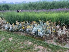 -天津东丽湖风景区