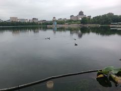 -莲花池公园