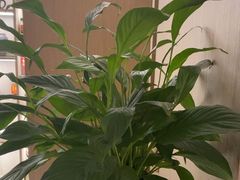 -耳湾躺式采耳SPA馆(保利五月花店)