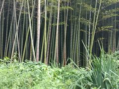-同里国家湿地公园