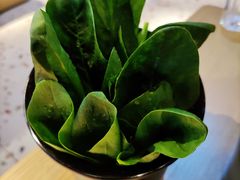 菠菜-渡娘火锅(大兴大悦春风里店)