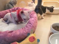 -momokira米努特·德文卷毛猫·棉花面纱犬