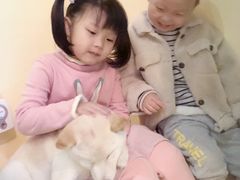 -喜柴咖啡·柴犬狗咖