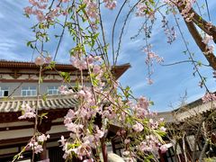 -西安青龙寺遗址景区