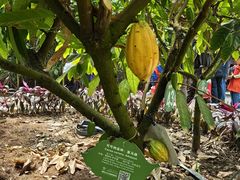 -歌斐颂巧克力小镇