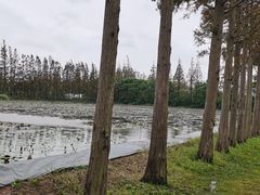 -上海长兴岛郊野公园