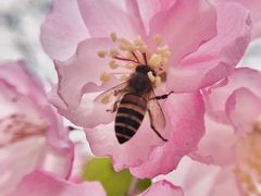 -西湖外事游船(花港观鱼码头)