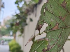 -三林塘老街