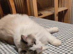 -猫猫幼稚园·撸猫·桌游·电玩