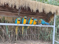 -西霞口神雕山野生动物世界