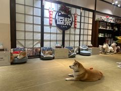 -逗柴咖啡屋·狗咖猫咖宠物桌游
