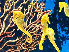 -珠海长隆海洋王国