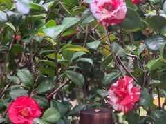 -深圳国际园林花卉博览园