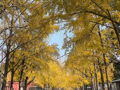 -三里屯东五街银杏大道