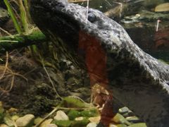 -上海大自然野生昆虫馆(东方明珠·爬宠昆虫探索中心)