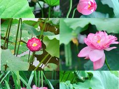 -陈家山荷花公园