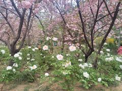 -洛阳市隋唐城遗址植物园