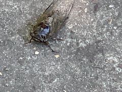 -上海市龙华烈士陵园