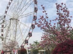 -顾村公园