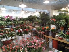 -双季花艺园艺市场(浦东店)