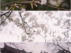 -鸡鸣寺