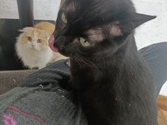 -喵园·猫主题咖啡厅·撸猫·猫咖(国贸店)