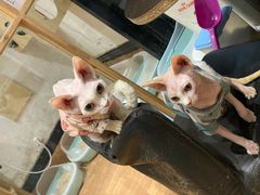 -猫色咖啡·猫咖