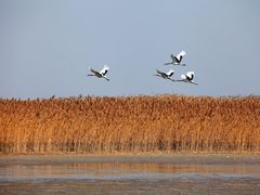 -盐城丹顶鹤湿地生态旅游区