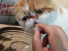 -喵屿·大理花园猫咖