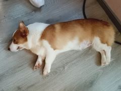 -浣熊柯尔鸭土拨鼠·电玩咖