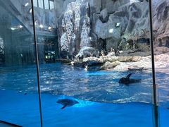 -帝企鹅自助餐厅•儿童岛•真企鹅(长隆企鹅酒店)