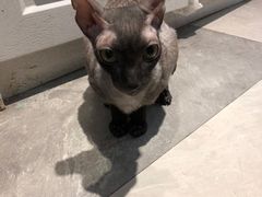 -猫小院猫主题餐厅(三里屯店)