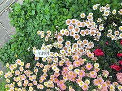 -溪岸路花鸟市场