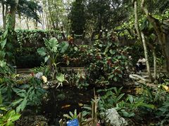 -中国科学院西双版纳热带植物园