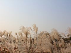 -盘龙城国家考古遗址公园