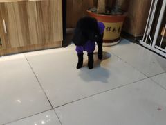 -精灵岛宠物生活馆(洪泽花园店)