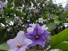 -广西壮族自治区药用植物园