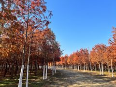 -合肥滨湖国家森林公园