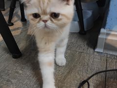 -猫咪咖啡·猫咖(万达广场店)