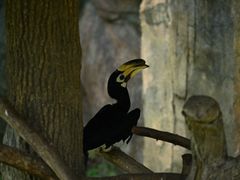 -上海野生动物园