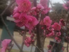 -南通博物苑-崇川人民公园