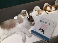 -飞行喵MR PILOT|猫舍·猫咖(静安大融城店)