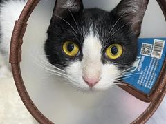 -创凡宠物医院·骨专科  猫科中心(西乡分院)