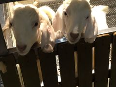 -上海大自然野生昆虫馆(东方明珠·爬宠昆虫探索中心)