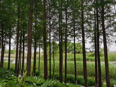 -苏州太湖湖滨国家湿地公园