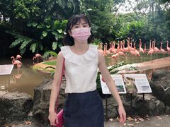 -新加坡飞禽公园