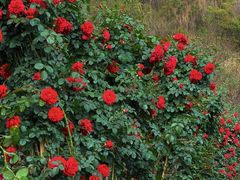 -昆明春城湖畔度假村