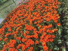 -上海鲜花港